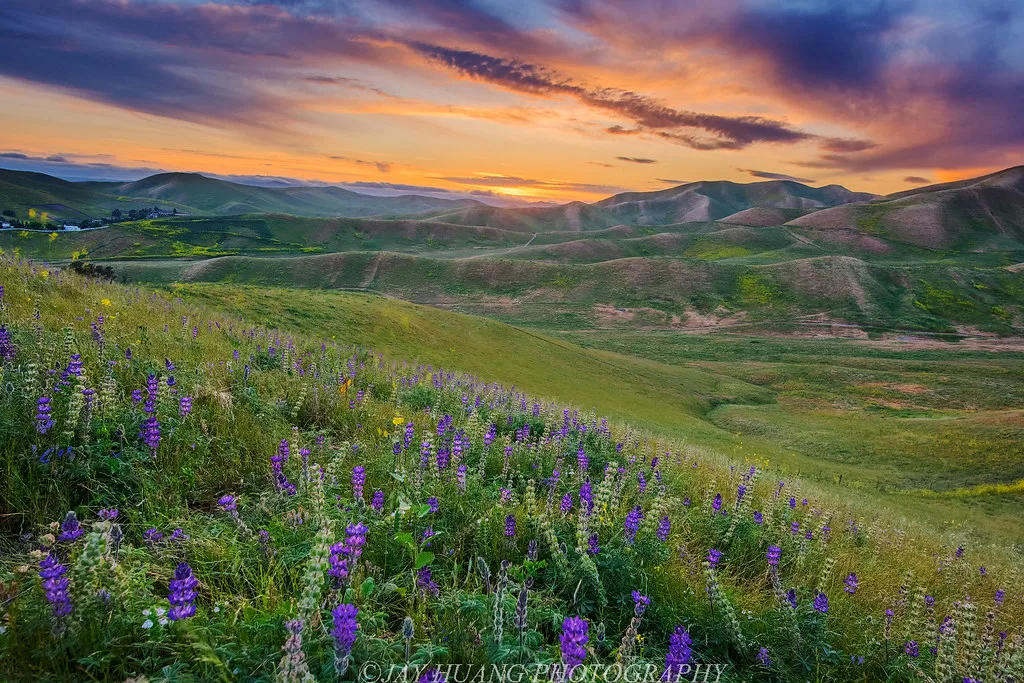 Purple lupine meadow under a rainbow